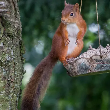 Stafford House Hotel Greystoke